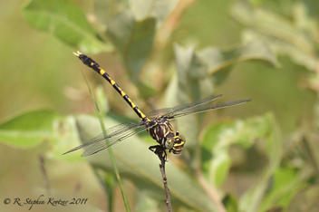 Progomphus bellei, male